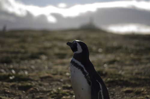 Pingvinas, Gyvūnai, Antarctica, Čile, Patagonia, Laisvas, Laukiniai, Zoologijos Sodas, Gamta, Parkas