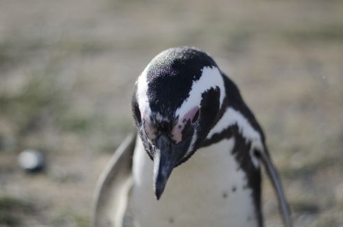Pingvinas, Gyvūnas, Gyvūnai, Antarctica, Patagonia