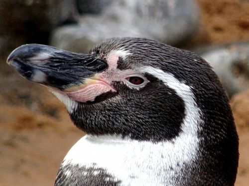 Pingvinas,  Pingvinas,  Antarctic,  Antarctica,  Paukštis,  Paukščiai,  Šaltas,  Sniegas,  Ledas,  Pingvinas Arti