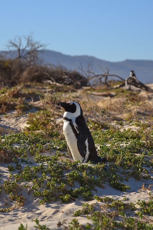 Pingvinas, Pingvinas, Pietų Afrika, Cape Town, Rieduliai Roko