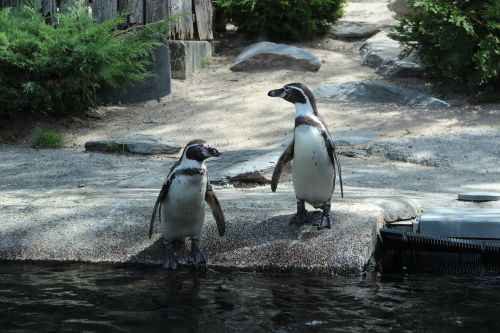 Pingvinas, Zoologijos Sodas, Vanduo, Gamta, Gyvūnas, Gyvūnai, Laukiniai, Paukščiai