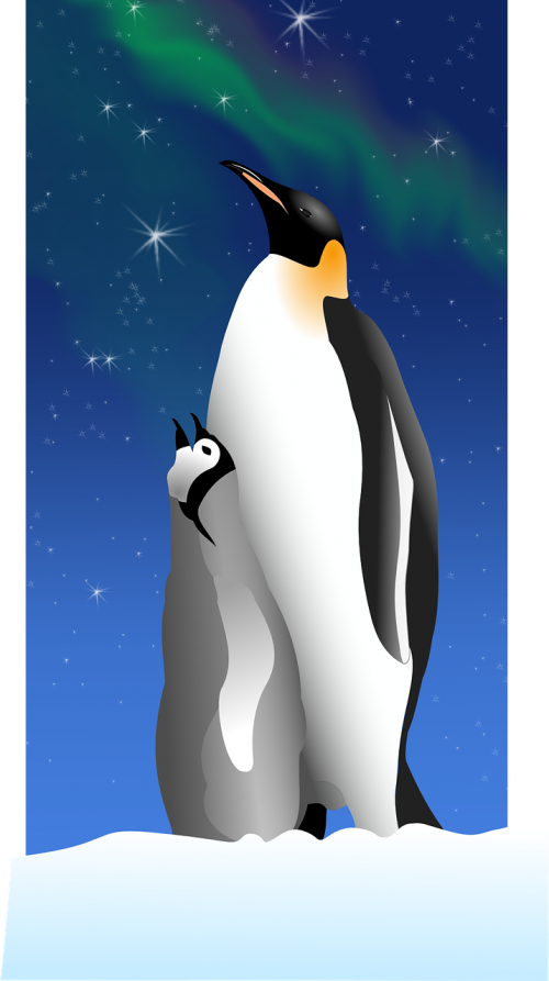 Pingvinas, Aurora, Nemokama Vektorinė Grafika