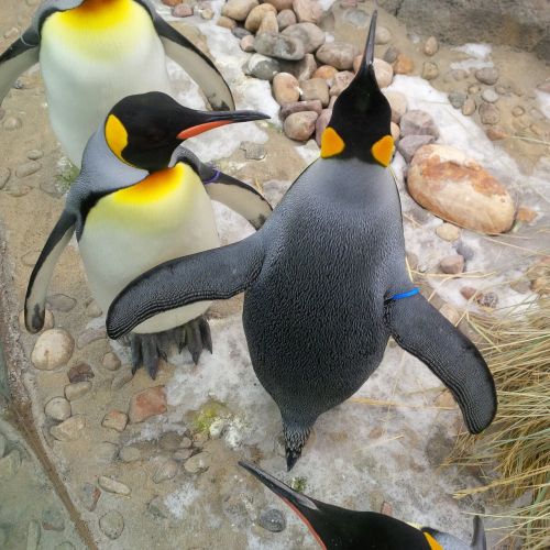 Pingvinas, Grupė, Paukščiai