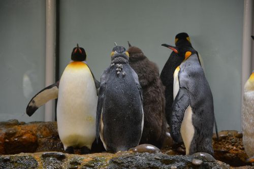Pingvinas, Zoologijos Sodas, Antarctica, Gyvūnas, Gyvūnų Pasaulis, Vandens Paukštis, Paukštis, Paukščiai