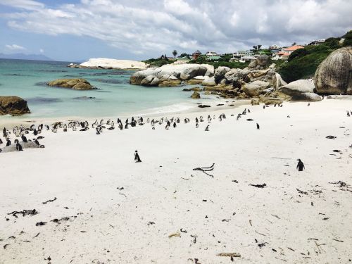 Pingvinas, Pietų Afrika, Užsakytas, Rieduliai, Smėlis, Rokas, Vanduo, Paukštis, Papludimys, Gyvūnas