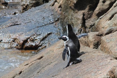 Pingvinas, Pietų Afrika, Rieduliai, Viršūnių Taškas