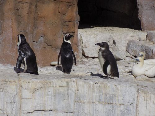 Pingvinas, Samrec, Kelionė