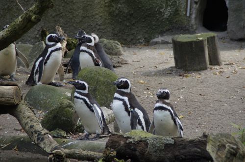 Pingvinas, Zoologijos Sodas, Gaubtas, Vandens Paukštis, Paukštis, Kolonija, Pingvino Kolonija