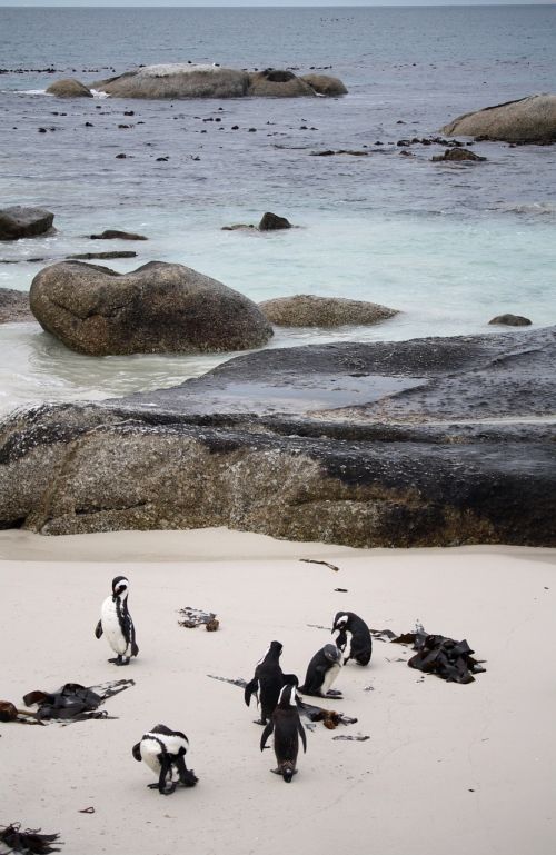 Pingvinas, Pietų Afrika, Jūra, Vandenynas, Smėlis, Papludimys, Vanduo, Pingvinas, Gamta, Riva, Bangos, Kraštovaizdis, Mėlynas, Paplūdimio Pingvinas, Kalno Pusiasalis, Atostogos, Šventė