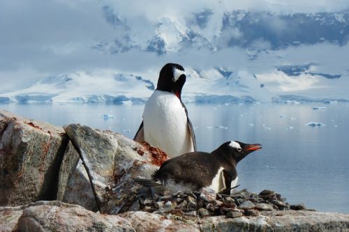 Pingvinas, Paukščiai, Antarctica, Uždaryti, Gyvūnų Pasaulis, Lizdas