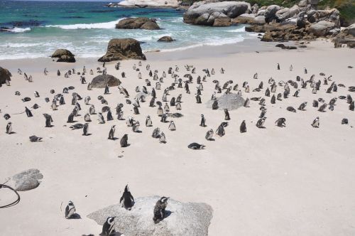 Pingvinas, Pingvinai Sala, Gamta, Laukinė Gamta, Pietų Afrika