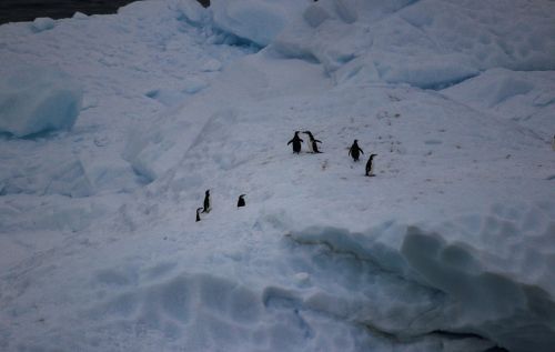 Pingvinas, Antarctica, Pingvinas, Gyvūnai, Paukštis, Šaltas, Laukinė Gamta, Vanduo, Ledas, Jūra, Žiema, Sniegas, Ledinis, Kraštovaizdis, Gražus, Gamta, Ledynas Ledas, Sušaldyta, Ledynas