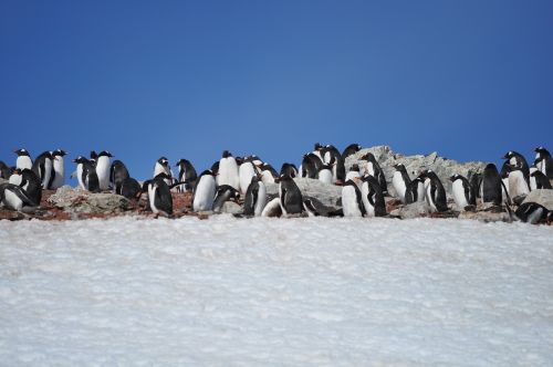 Pingvinas, Antarctica, Mėlynas Dangus, Laukiniai, Gyvūnas, Į Pietus, Polar, Gentoo, Turizmas