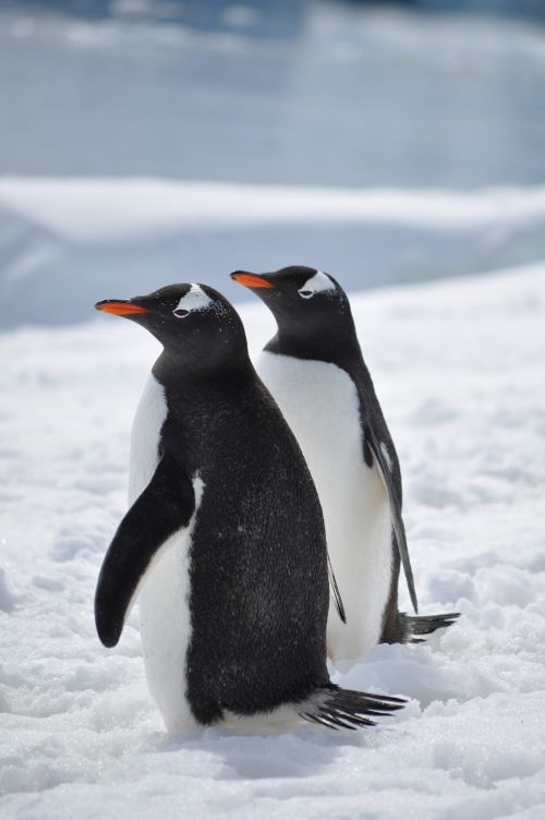 Pingvinas, Antarctica, Paukštis, Į Pietus, Sniegas, Gentoo, Šaltas, Jūra, Turizmas