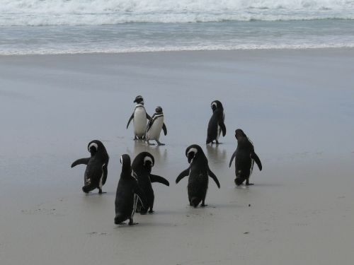 Pingvinas, Antarctica, Pietų Vandenynas, Papludimys