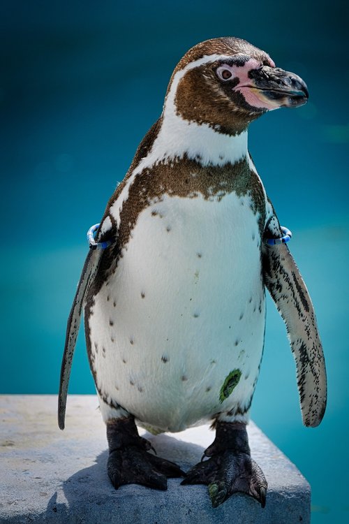 Pingvinai,  Zoo,  Bill,  Vanduo