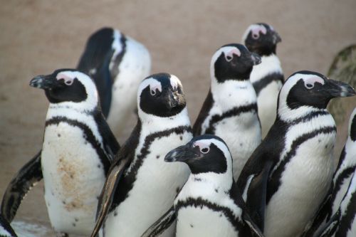 Pingvinas, Pingvinas, Gyvūnas, Paukščiai, Vandens Paukščiai, Vandens Paukštis, Akiniai Pingvinas, Gyvūnų Pasaulis, Gyvūnai