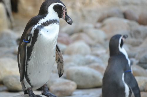 Pingvinas, Paukščiai, Zoologijos Sodas
