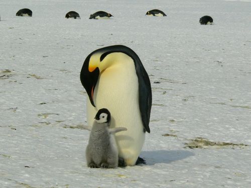 Pingvinas, Imperatorius, Antarctic, Gyvenimas, Gyvūnai, Mielas, Ledas, Antarctica, Šaltas, Laukiniai, Natūralus, Izoliuotas, Dykuma, Laukinė Gamta, Gamta, Polar