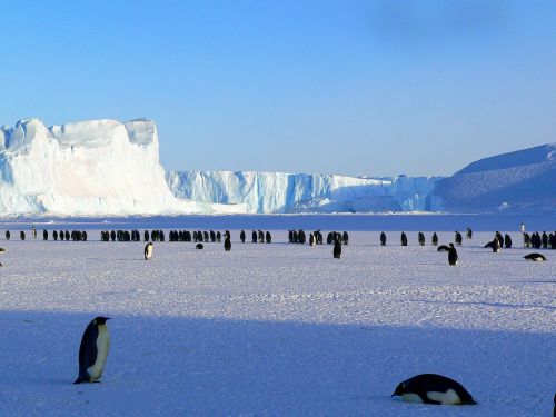 Pingvinas, Imperatorius, Antarctic, Gyvenimas, Gyvūnai, Mielas, Ledas, Antarctica, Šaltas, Laukiniai, Natūralus, Izoliuotas, Dykuma, Laukinė Gamta, Gamta, Polar
