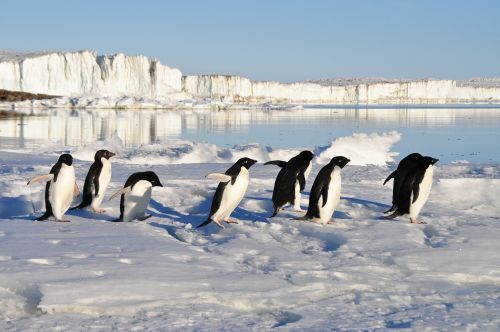 Pingvinas, Paukščiai, Arktinė, Vanduo