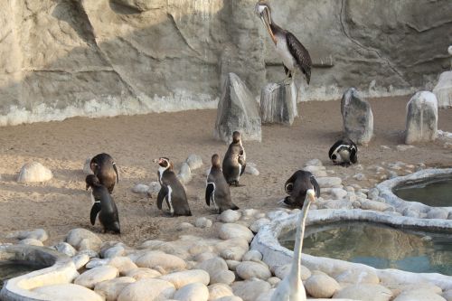 Pingvinas, Paukštis, Zoologijos Sodas, Arktinė, Gyvūnas