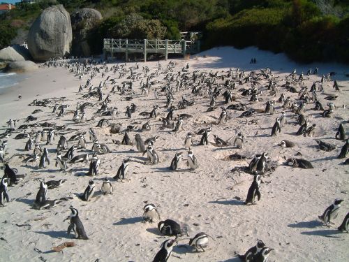 Pingvinas, Papludimys, Paukščiai, Laukinė Gamta, Gamta, Vanduo, Laukiniai, Pietų Afrika