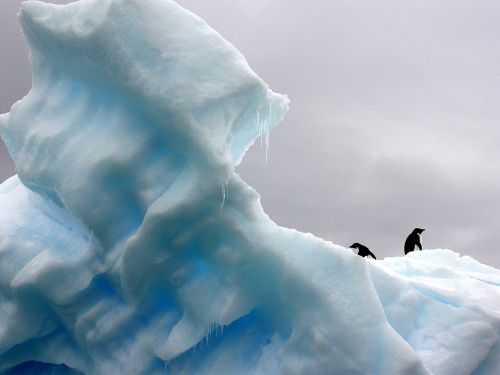 Pingvinas,  Ledkalnis,  Polar,  Gamta,  Ledas,  Šaltas,  Arktinė,  Sniegas,  Antarctica,  Šiaurės Ašigalis,  Šiaurė,  Ledynas,  Sušaldyta,  Klimatas,  Aplinka,  Dykuma,  Laukinė Gamta