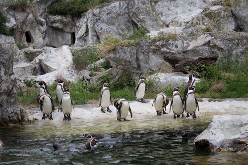 Pingvinas,  Gyvūnai,  Humboldto Pingvinas,  Zoologijos Sodas,  Paukštis,  Gyvūnų Pasaulis,  Vandens Paukštis,  Spheniscus Humboldti,  Vanduo