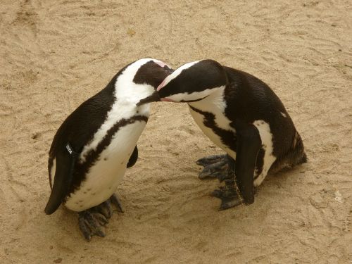 Pingvinas, Zoologijos Sodas, Gyvūnų Pasaulis, Vandens Paukštis, Antarctica