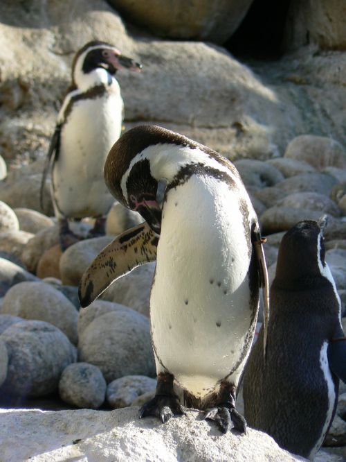 Pingvinas, Pájaro Bobo, Zoologijos Sodas