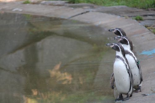 Pingvinas, Humboldt Pingvinai, Zoologijos Sodas, Trio