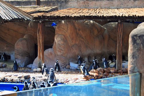 Pingvinas,  Rašiklis,  Jūra & Nbsp,  Pasaulis,  Pingvinai Prie Ushaka Jūros Pasaulio