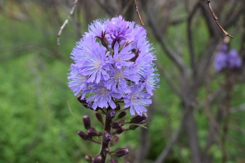 Pusiasalio Kola, Šiaurinės Gėlės, Augalai, Cicerbita Alpine