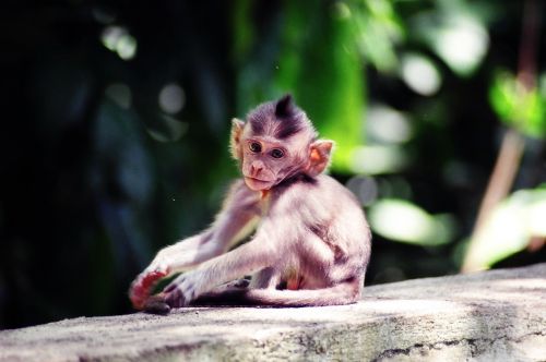 Mąstantis, Bali, Beždžionė