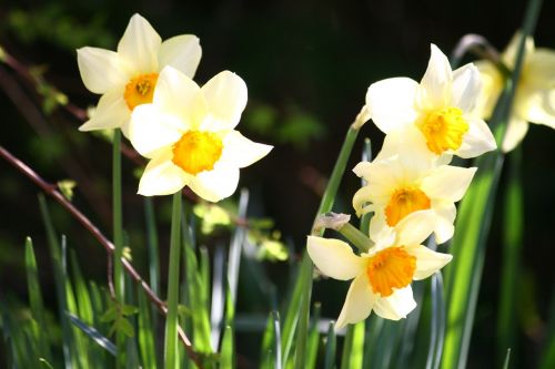 Pentecost Lelijos, Narcizai, Velykos, Svogūnėliai, Gėlės, Narcizas, Pavasario Gėlės