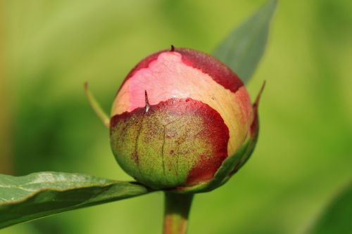 Pikonija, Budas, Flora, Žiedas, Žydėti, Gėlė, Dekoratyvinis Augalas, Raudona, Augalas, Sodas, Gamta, Pavasaris, Rožinis, Žalias, Makro, Uždaryti, Lapai, Apie, Uždaryta, Botanika, Lapai, Gėlių Sodas, Makrofotografija