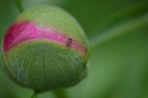 Pikonija, Budas, Augalas, Gėlė, Gamta, Sodas, Pavasaris