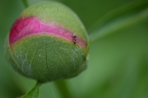 Pikonija, Budas, Augalas, Gėlė, Gamta, Sodas, Pavasaris