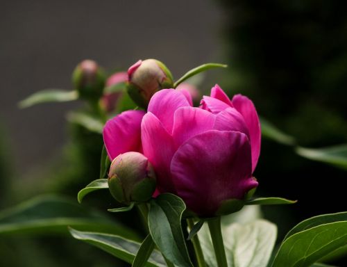Pikonių Pumpuras, Rožinė Gėlė, Fuksija Spalva, Paeonia, Paeoniaceae, Perinnial, Pavasario Gėlė