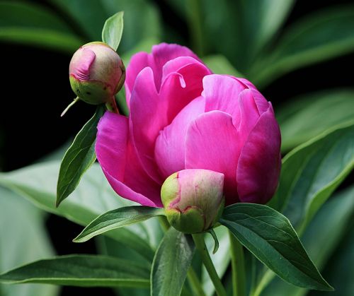 Pikonių Pumpuras, Gėlių Pumpurai, Rožinis, Fuksija, Paeonia, Paeoniaceae, Daugiametis, Pavasario Gėlės