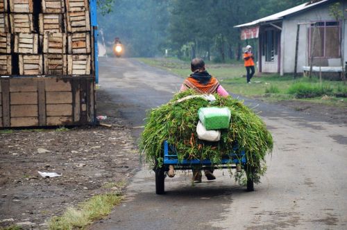 Žmonės, Gamta, Vyras, Suaugęs, Žolė, Asmuo, Lauke