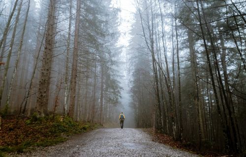 Žmonės, Vyras, Vienas, Vaikščioti, Kelionė, Nuotykis, Alpinizmas, Kelionė, Kelias, Kelias, Medžiai, Augalai, Miškas, Gamta