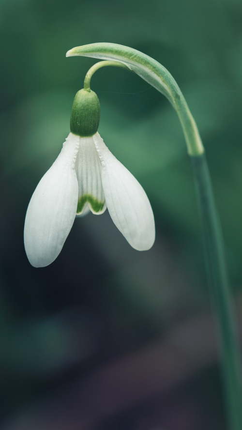 Perce-Neige, Gėlė, Augalas, Pavasaris