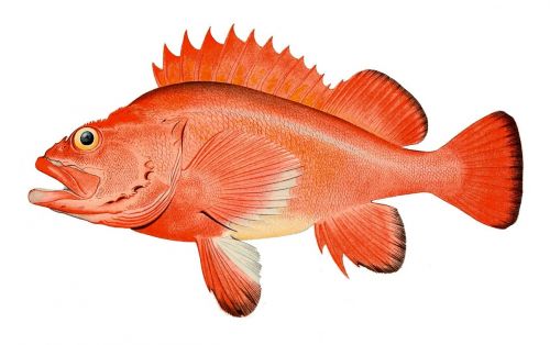 Ešeriai, Raudona Žuvis, Sebastes Marinus, Smaigalys, Sebastes Aleutianus, Sebastidae, Scorpaeniformes, Piešimas