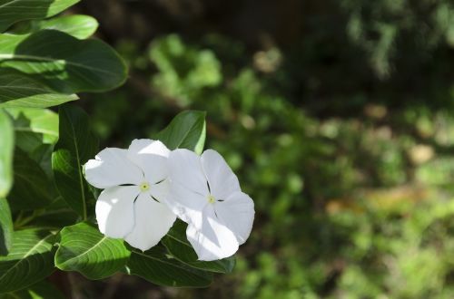 Periwinkle, Gėlė, Augalas, Balta, Trinidadas, Tobago