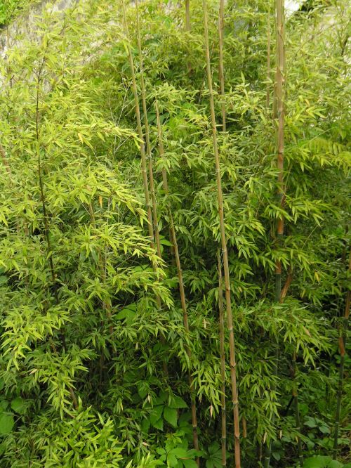 Periwinkle, Bambukas, Didelis Augimas