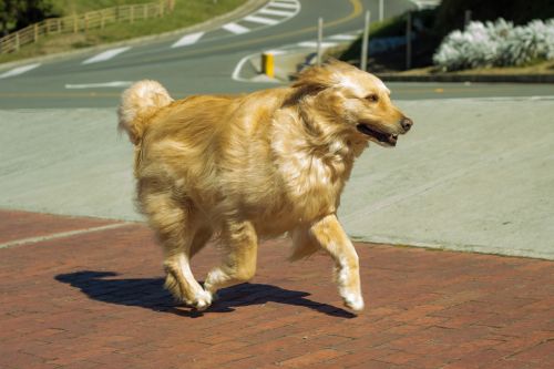 Šuo Auksinis, Mielas Šuniukas Retriveris Laimingas Bėgimas 