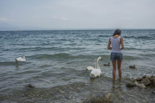 Asmuo, Mergaitė, Maitinimas, Gulbės, Paukščiai, Antis, Gamta, Laukinė Gamta, Balta, Ežero Garda, Lauke, Vasara, Kaukazo, Žmonės, Laimingas, Moteris, Sveikas