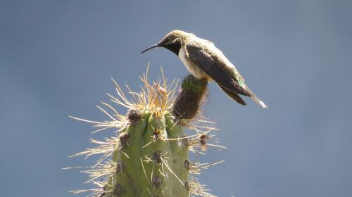 Peru, Kaktusas, Kolibris